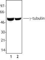 TUBG1 / Tubulin Gamma 1 Antibody - Whole cell extract from A431 cells (Lane 1) and NIH3T3 cells (Lane 2) were resolved by electrophoresis, transferred to nitrocellulose and probed with rabbit anti--tubulin antibody. Proteins were visualized using a donkey anti-rabbit secondary conjugated to HRP and a chemiluminescence detection system.