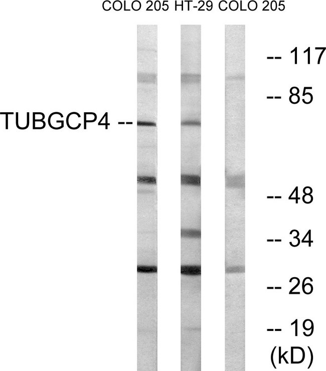 TUBGCP4 Antibody - Western blot analysis of lysates from COLO and HT-29 cells, using TUBGCP4 Antibody. The lane on the right is blocked with the synthesized peptide.