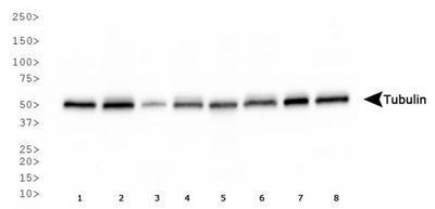 Tubulin Antibody - Western Blot: Tubulin Antibody (YL1:2) - Western blot of Tubulin expression in 1) HeLa, 2) NTERA-2, 3) A431, 4) HepG2, 5) MCF7, 6) NIH-3T3, 7) PC-12 and 8) Cos 7 whole cell lysates.