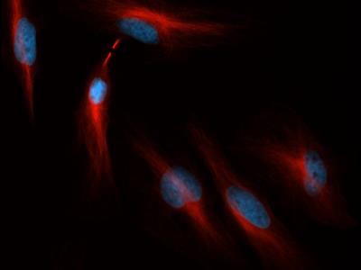 Tubulin Antibody - Immunocytochemistry/Immunofluorescence: Tubulin Antibody (YL1:2) - Tubulin antibody was tested in HeLa cells with Dylight 550 (red). Nuclei were counterstained with DAPI (blue).