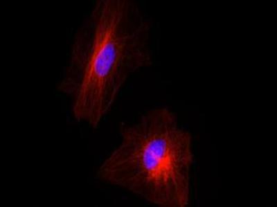 Tubulin Antibody - Immunocytochemistry: Tubulin Antibody (YL1:2) - Tubulin antibody was tested in HeLa cells with Dylight 550 (red). Nuclei were counterstained with DAPI (blue).