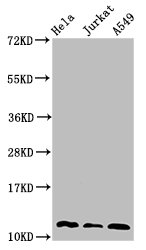 TXN / Thioredoxin / TRX Antibody - Western Blot Positive WB detected in: Hela whole cell lysate, Jurkat whole cell lysate, A549 whole cell lysate All lanes: TXN antibody at 3µg/ml Secondary Goat polyclonal to rabbit IgG at 1/50000 dilution Predicted band size: 12, 10 kDa Observed band size: 12 kDa