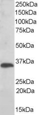 TXNDC1 / TMX1 Antibody - Antibody (0.01 ug/ml) staining of human liver lysate (35 ug protein in RIPA buffer). Primary incubation was 1 hour. Detected by chemiluminescence.