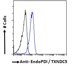 TXNDC5 / ERP46 Antibody - Goat Anti-EndoPDI / TXNDC5 Antibody Flow cytometric analysis of paraformaldehyde fixed HeLa cells (blue line), permeabilized with 0.5% Triton. Primary incubation 1hr (10ug/ml) followed by Alexa Fluor 488 secondary antibody (1ug/ml). IgG control: Unimmunized goat IgG (black line) followed by Alexa Fluor 488 secondary antibody.