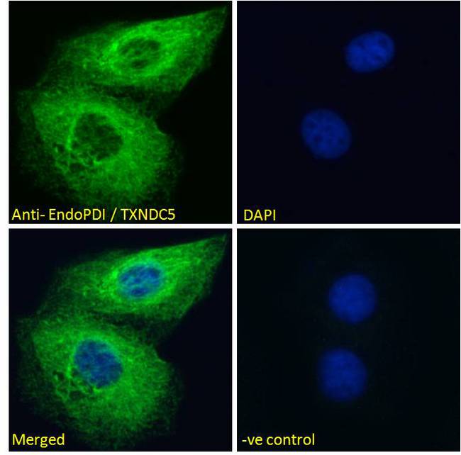 TXNDC5 / ERP46 Antibody - Goat Anti-EndoPDI / TXNDC5 Antibody Immunofluorescence analysis of paraformaldehyde fixed HeLa cells, permeabilized with 0.15% Triton. Primary incubation 1hr (10ug/ml) followed by Alexa Fluor 488 secondary antibody (2ug/ml), showing endoplasmic reticulum staining. The nuclear stain is DAPI (blue). Negative control: Unimmunized goat IgG (10ug/ml) followed by Alexa Fluor 488 secondary antibody (2ug/ml).