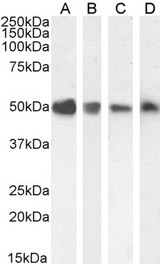 TXNDC5 / ERP46 Antibody - Goat Anti-EndoPDI / TXNDC5 Antibody staining (0.1µg/ml) of HEK293 (A), A549 (B), HeLa (C) and (0.01ug/ml) of HepG2 (D) cell lysate (35µg protein in RIPA buffer). Detected by chemiluminescencence.