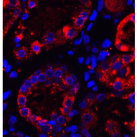 TXNIP Antibody - Immunofluorescence of TXNIP in human kidney tissue with TXNIP antibody at 5 µg/ml.