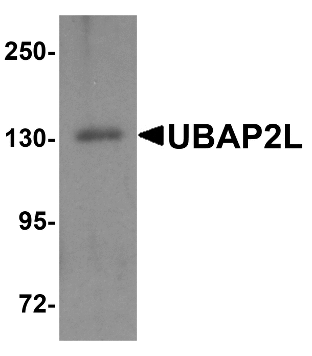 UBAP2L Antibody - Western blot analysis of UBAP2L in HeLa cell lysate with UBAP2L antibody at 1 ug/ml.