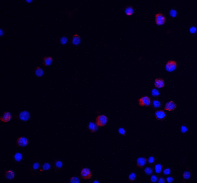 UBAP2L Antibody - Immunofluorescence of UBAP2L in HeLa cells with UBAP2L antibody at 20 ug/ml.  Red: UBAP2L Antibody  Blue: DAPI staining