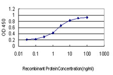 UBCH10 / UBE2C Antibody - Detection limit for recombinant GST tagged UBE2C is approximately 0.03 ng/ml as a capture antibody.