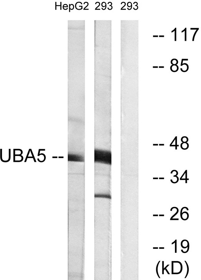 UBE1DC1 / UBA5 Antibody - Western blot analysis of lysates from HepG2 and 293 cells, using UBA5 Antibody. The lane on the right is blocked with the synthesized peptide.