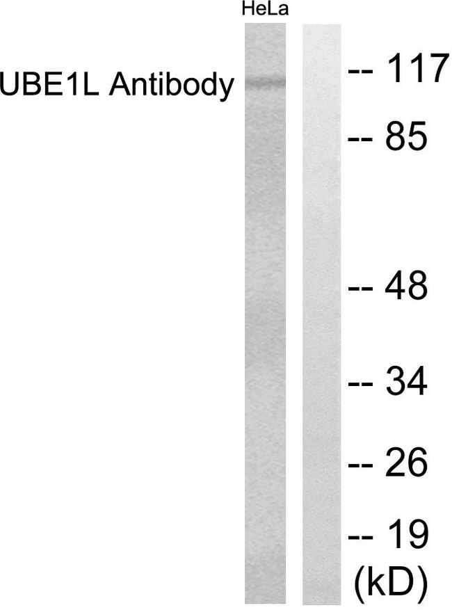 UBE1L / UBA7 Antibody - Western blot analysis of lysates from HeLa cells, using UBE1L Antibody. The lane on the right is blocked with the synthesized peptide.