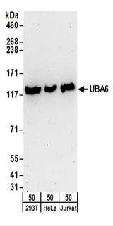 UBE1L2 / UBE1L2 Antibody - Detection of Human UBA6 by Western Blot. Samples: Whole cell lysate (50 ug) from 293T, HeLa, and Jurkat cells. Antibodies: Affinity purified rabbit anti-UBA6 antibody used for WB at 0.1 ug/ml. Detection: Chemiluminescence with an exposure time of 3 minutes.