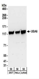UBE1L2 / UBE1L2 Antibody - Detection of Human UBA6 by Western Blot. Samples: Whole cell lysate (50 ug) from 293T, HeLa, and Jurkat cells. Antibodies: Affinity purified rabbit anti-UBA6 antibody used for WB at 0.1 ug/ml. Detection: Chemiluminescence with an exposure time of 30 seconds.