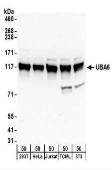 UBE1L2 / UBE1L2 Antibody - Detection of Human and Mouse UBA6 by Western Blot. Samples: Whole cell lysate (50 ug) from 293T, HeLa, Jurkat, mouse TCMK-1, and mouse NIH3T3 cells. Antibodies: Affinity purified rabbit anti-UBA6 antibody used for WB at 0.4 ug/ml. Detection: Chemiluminescence with an exposure time of 10 seconds.