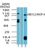 UBE1L2 / UBE1L2 Antibody - Western blot of human UBE1L2/MOP-4 in Daudi cell lysate in the 1) absence and 2) presence of immunizing peptide and 3) RAW using antibody at 2 ug/ml.