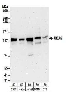 UBE1L2 / UBE1L2 Antibody - Detection of Human and Mouse UBA6 by Western Blot. Samples: Whole cell lysate (50 ug) from 293T, HeLa, Jurkat, mouse TCMK-1, and mouse NIH3T3 cells. Antibodies: Affinity purified rabbit anti-UBA6 antibody used for WB at 0.1 ug/ml. Detection: Chemiluminescence with an exposure time of 3 minutes.