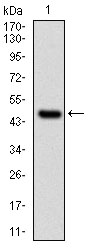 UBE2I / UBC9 Antibody - Western blot using UBE2I monoclonal antibody against human UBE2I (AA: 1-158) recombinant protein. (Expected MW is 45.3 kDa)