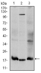 UBE2I / UBC9 Antibody - Western blot using UBE2I mouse monoclonal antibody against HeLa (1), HepG2 (2), and Cos7 (3) cell lysate.