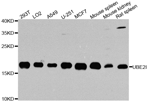 UBE2I / UBC9 Antibody - Western blot analysis of extracts of various cell lines.