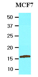 UBE2L6 Antibody - Cell lysates of MCF7 (20 ug) were resolved by SDS-PAGE, transferred to NC membrane and probed with anti-human UBE2L6 (1:2000). Proteins were visualized using a goat anti-mouse secondary antibody conjugated to HRP and an ECL detection system.