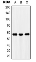 UBFD1 Antibody - Western blot analysis of UBFD1 expression in HEK293T (A); Raw264.7 (B); H9C2 (C) whole cell lysates.