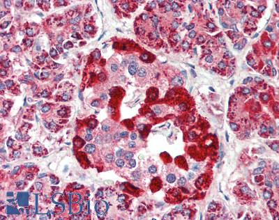 UBL4A Antibody - Human Pancreas: Formalin-Fixed, Paraffin-Embedded (FFPE), at a concentration of 10 ug/ml.