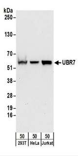 UBR7 / C14orf130 Antibody - Detection of Human UBR7 by Western Blot. Samples: Whole cell lysate (50 ug) from 293T, HeLa, and Jurkat cells. Antibodies: Affinity purified rabbit anti-UBR7 antibody used for WB at 0.1 ug/ml. Detection: Chemiluminescence with an exposure time of 30 seconds.