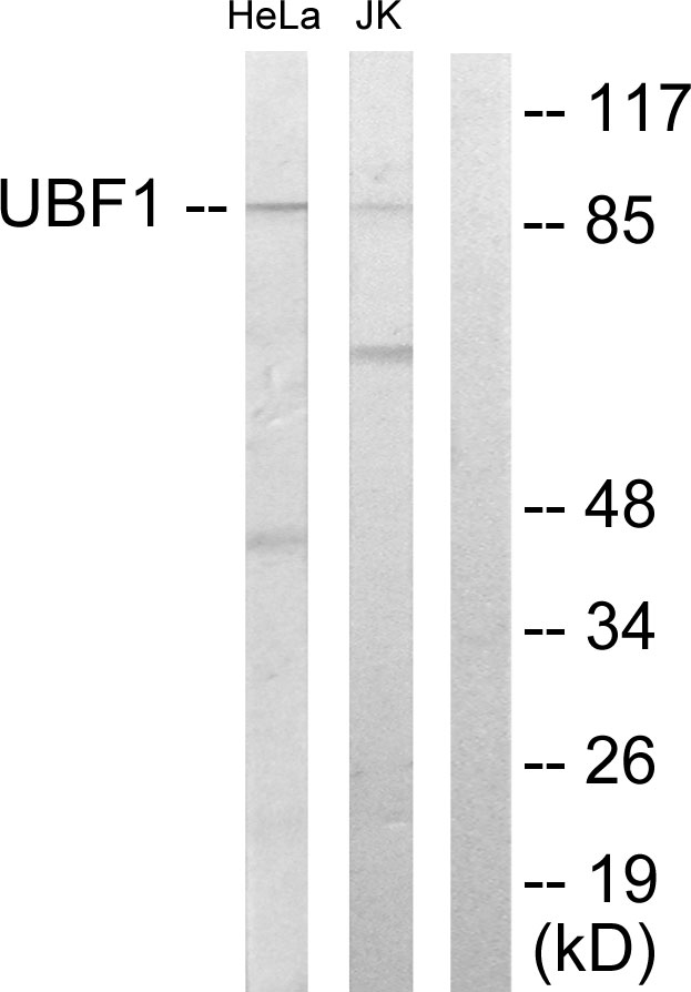 UBTF / UBF Antibody - Western blot analysis of lysates from HeLa and Jurkat cells, using UBF1 Antibody. The lane on the right is blocked with the synthesized peptide.