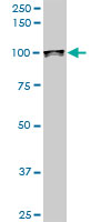 UBTF / UBF Antibody - Western blot of UBTF expression in PC-12.