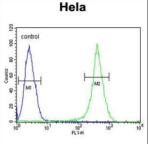 UBXD9 / ASPL Antibody - ASPSCR1 Antibody flow cytometry of HeLa cells (right histogram) compared to a negative control cell (left histogram). FITC-conjugated goat-anti-rabbit secondary antibodies were used for the analysis.