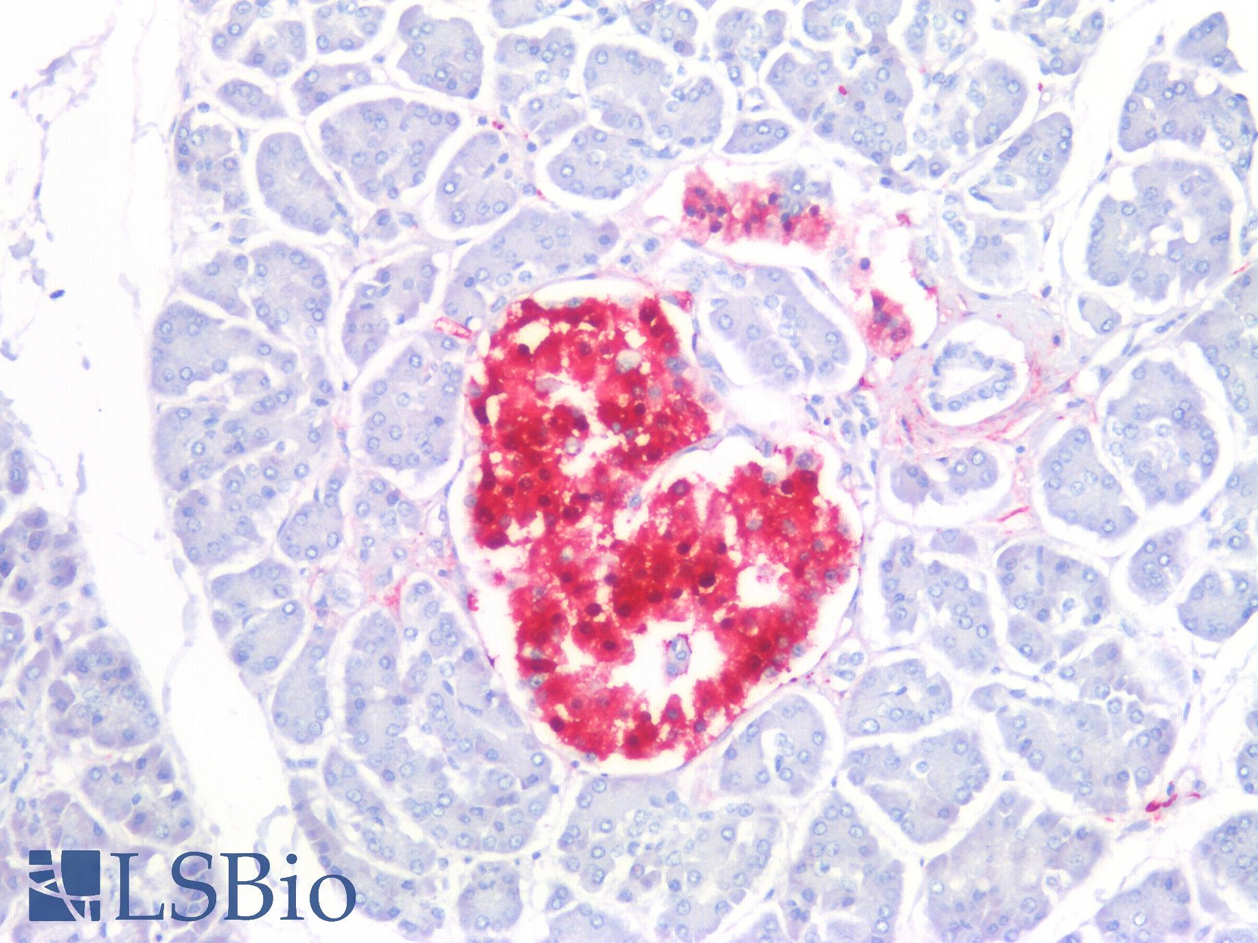 UCHL1 / PGP9.5 Antibody - Human Pancreas, Cortex: Formalin-Fixed, Paraffin-Embedded (FFPE)