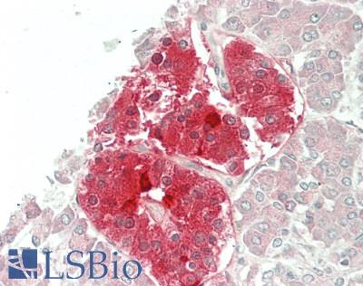 UCHL1 / PGP9.5 Antibody - Human Pancreas: Formalin-Fixed, Paraffin-Embedded (FFPE)