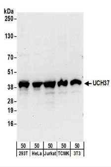 UCHL5 / UCH37 Antibody - Detection of Human and Mouse UCH37 by Western Blot. Samples: Whole cell lysate (50 ug) from 293T, HeLa, Jurkat, mouse TCMK-1, and mouse NIH3T3 cells. Antibodies: Affinity purified rabbit anti-UCH37 antibody used for WB at 0.1 ug/ml. Detection: Chemiluminescence with an exposure time of 30 seconds.