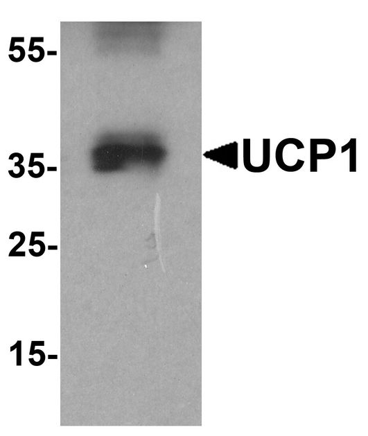 UCP1 / UCP-1 Antibody - Western blot analysis of UCP1 in HeLa cell lysate with UCP1 antibody at 1 ug/ml.