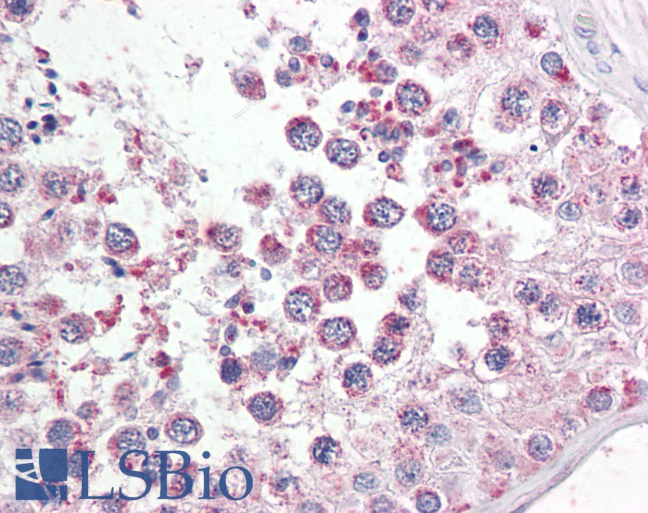 UIMC1 / RAP80 Antibody - Anti-UIMC1 / RAP80 antibody IHC of human testis. Immunohistochemistry of formalin-fixed, paraffin-embedded tissue after heat-induced antigen retrieval. Antibody concentration 3.75 ug/ml.