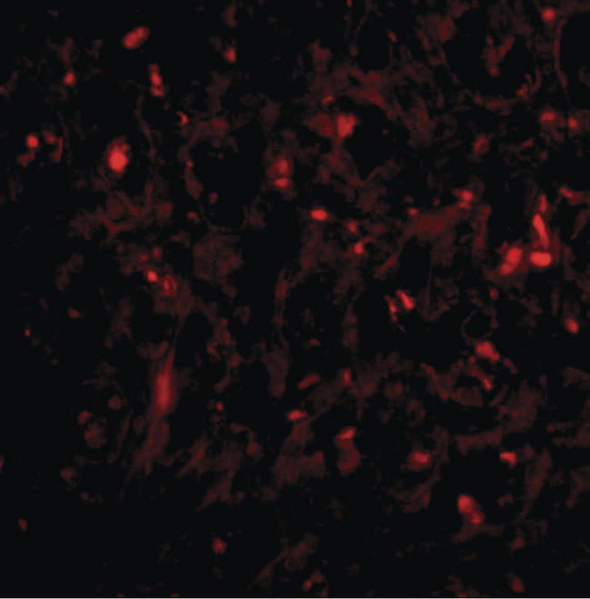 UIMC1 / RAP80 Antibody - Immunofluorescence of RAP80 in human spleen tissue with RAP80 antibody at 20 ug/ml.