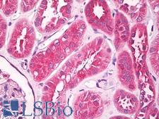 UNC5CL Antibody - Anti-UNC5CL antibody IHC of human kidney. Immunohistochemistry of formalin-fixed, paraffin-embedded tissue after heat-induced antigen retrieval. Antibody dilution 5 ug/ml.