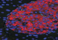 UNC5H3 / UNC5C Antibody - UNC5C antibody (50 ug/ml) staining of islets in Mouse Pancreas. Citrate antigen retrieval. Detected by immunofluorescence.