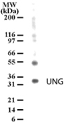 UNG / Uracil DNA Glycosylase Antibody - Western blot of UNG in HeLa cell lysate using antibody at 2 ug/ml.