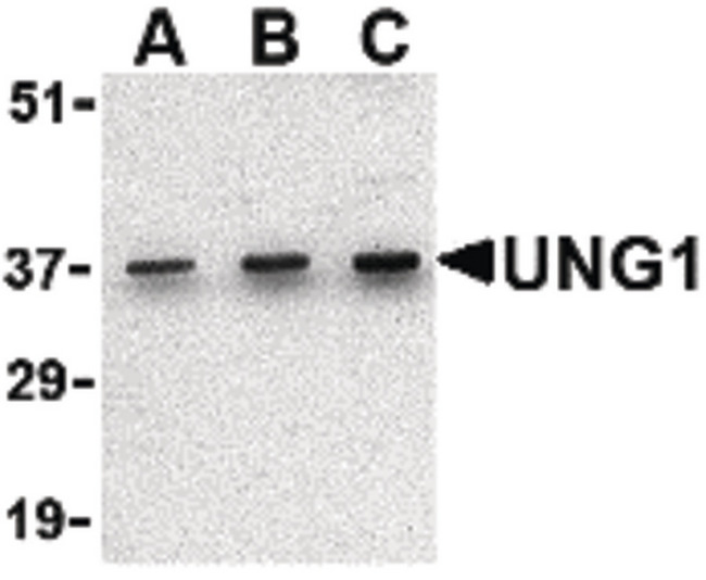 UNG / Uracil DNA Glycosylase Antibody - Western blot of UNG1 in C2C12 cell lysate with UNG1 antibody at (A) 0.5, (B) 1 and (C) 2 ug/ml.