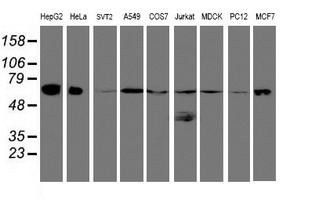 UQCRC1 Antibody - Western blot of extracts (35 ug) from 9 different cell lines by using g anti-UQCRC1 monoclonal antibody (HepG2: human; HeLa: human; SVT2: mouse; A549: human; COS7: monkey; Jurkat: human; MDCK: canine; PC12: rat; MCF7: human).