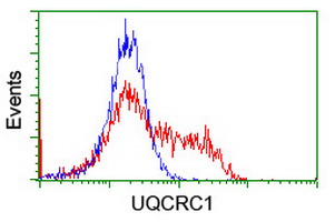 UQCRC1 Antibody - HEK293T cells transfected with either overexpress plasmid (Red) or empty vector control plasmid (Blue) were immunostained by anti-UQCRC1 antibody, and then analyzed by flow cytometry.
