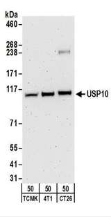 USP10 Antibody - Detection of Mouse USP10 by Western Blot. Samples: Whole cell lysate (50 ug) from TCMK-1, 4T1, and CT26.WT cells. Antibodies: Affinity purified rabbit anti-USP10 antibody used for WB at 0.1 ug/ml. Detection: Chemiluminescence with an exposure time of 3 minutes.