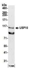 USP10 Antibody - Detection of mouse USP10 by western blot. Samples: Whole cell lysate (50 µg) from TCMK-1 cells prepared using NETN lysis buffer. Antibody: Affinity purified rabbit anti-USP10 antibody used for WB at 0.1 µg/ml. Detection: Chemiluminescence with an exposure time of 3 minutes.