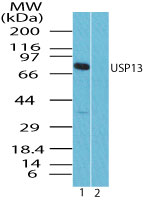 USP13 Antibody - Western blot of USP13 in human spleen lysate in the 1) absence and 2) presence of immunizing peptide using USP13 Antibody at 0.25 ug/ml. Goat anti-rabbit Ig HRP secondary antibody, and PicoTect ECL substrate solution, were used for this test.
