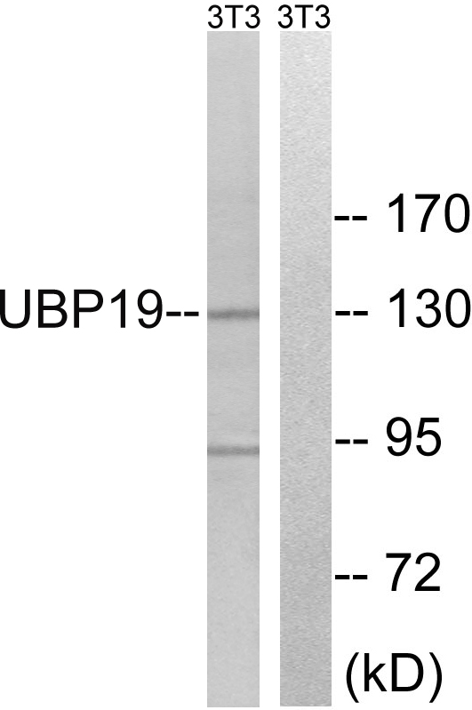 USP19 Antibody - Western blot analysis of lysates from NIH/3T3 cells, using USP19 Antibody. The lane on the right is blocked with the synthesized peptide.