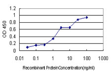 USP33 / VDU1 Antibody - Detection limit for recombinant GST tagged USP33 is approximately 0.1 ng/ml as a capture antibody.