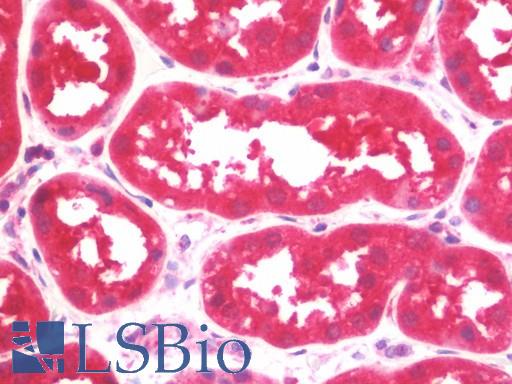 USP51 Antibody - Anti-USP51 antibody IHC staining of human kidney. Immunohistochemistry of formalin-fixed, paraffin-embedded tissue after heat-induced antigen retrieval. Antibody dilution 1:100.