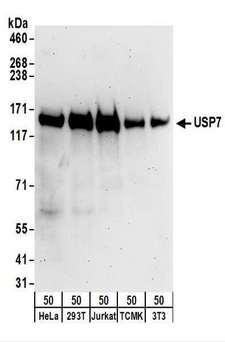 USP7 / HAUSP Antibody - Detection of Human and Mouse USP7 by Western Blot. Samples: Whole cell lysate (50 ug) from HeLa, 293T, Jurkat, mouse TCMK-1, mouse NIH3T3 cells. Antibodies: Affinity purified rabbit anti-USP7 antibody used for WB at 0.1 ug/ml. Detection: Chemiluminescence with an exposure time of 3 minutes.